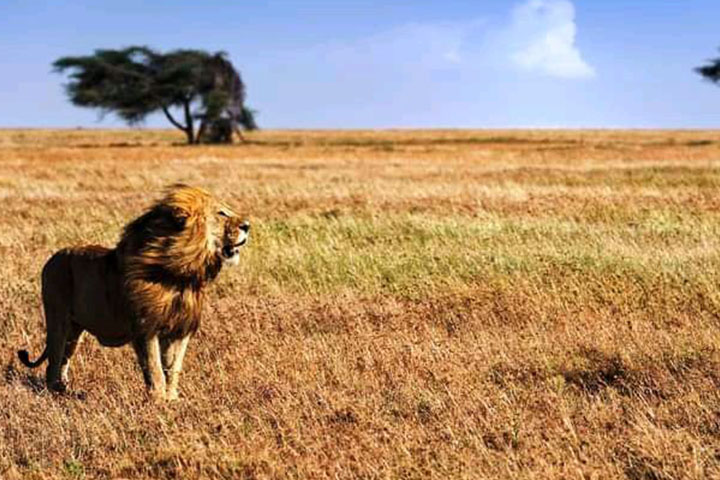 3-days-serengeti-flying-saf