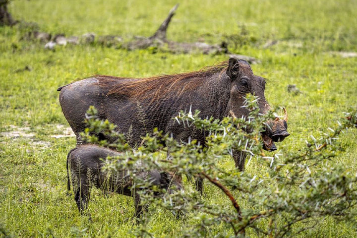 3-days-serengeti-flying-saf