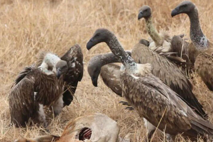 3-days-serengeti-flying-saf