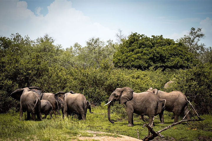 3-days-serengeti-flying-saf