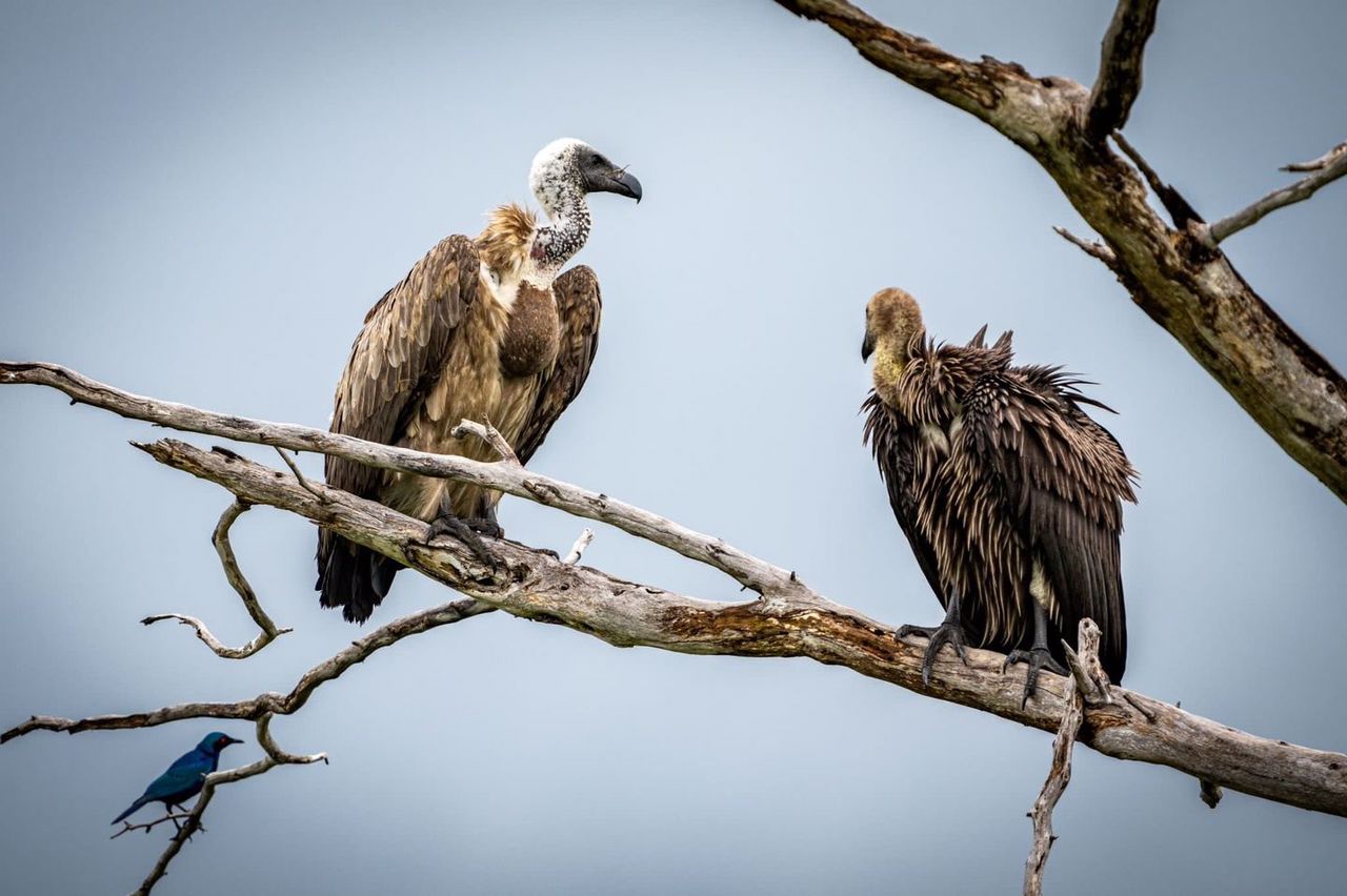 3-days-serengeti-flying-saf