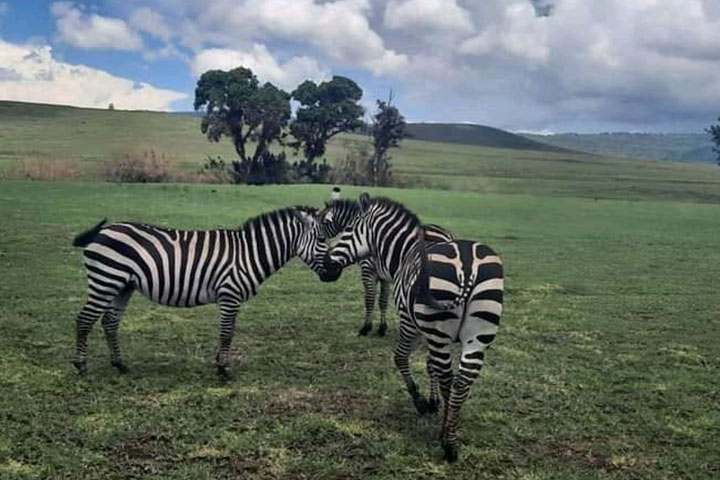 3-days-serengeti-flying-saf