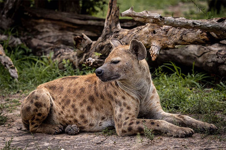 3-days-serengeti-flying-saf