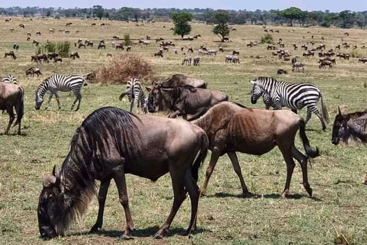 3-days-serengeti-flying-saf